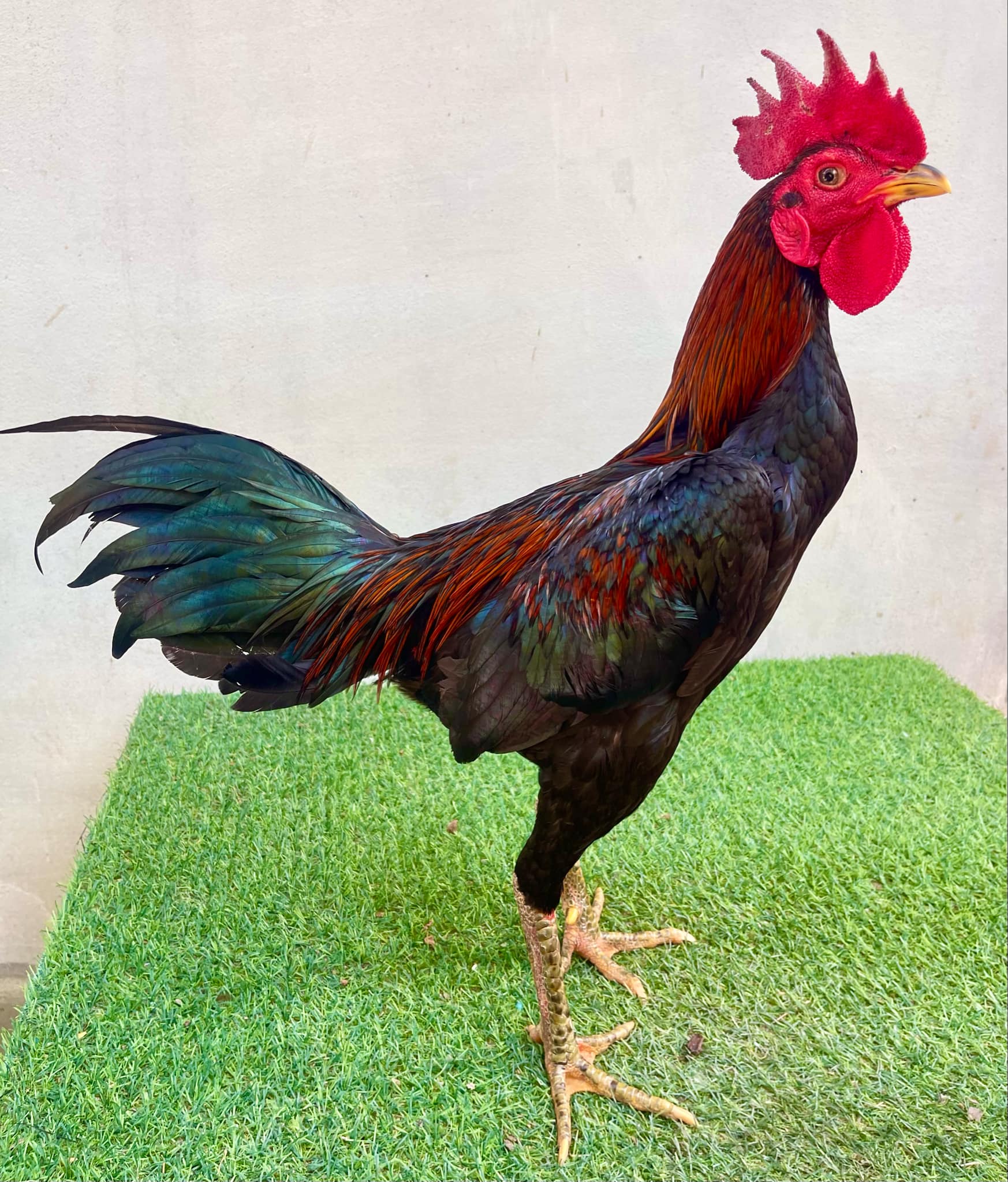 ไก่หนุ่มป่าก๋อยทรงพม่าหงอนแจ้ เกรดVIP ปากไวเบอร์แข้งดีมีสโล่