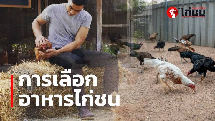 การเลือกอาหารที่โปรตีนสูงสำหรับเลี้ยงไก่ชน		
			         		
			         