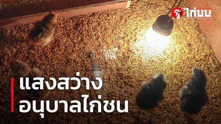 การให้แสงสว่างกับลูกไก่ชน มือใหม่หัดเลี้ยงไก่ชน		
			         