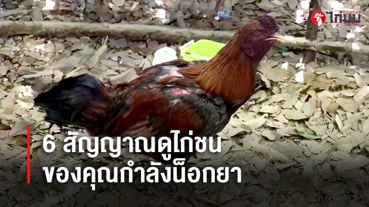 6 สัญญาณไก่ชนน็อกยา		
			         