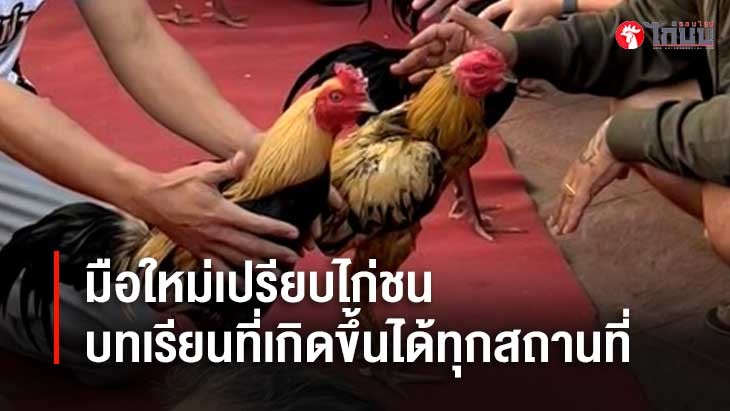 มือใหม่เปรียบไก่ชน เสน่ห์ ความรู้ และบทเรียนที่เกิดขึ้นได้ในทุกสถานที่		
			         