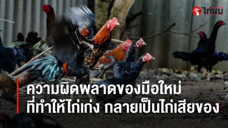 ความผิดพลาดของมือใหม่ ที่ทำให้ไก่เก่งกลายเป็นไก่เสียของ		
			         